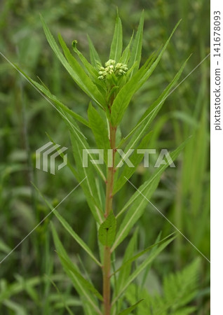 河岸邊盛開著蓼屬植物(Polygonum thunbergii)的花朵。 河岸邊盛開著蓼屬植物(Polygonum thunbergii)的花朵。 141678093