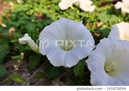 White Morning Glory Flowers in Bloom. White Morning Glory Flowers in Bloom. 141678094