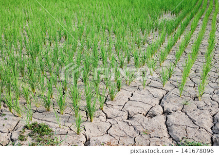 Rice plants in paddy fields cracked due to extreme heat and water shortage. Rice plants in paddy fields cracked due to extreme heat and water shortage. 141678096