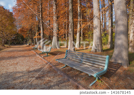 Bench and fallen leaves in autumn leaves Bench and fallen leaves in autumn leaves 141678145