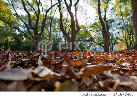Sunlight filtering through the trees and a carpet of fallen leaves Sunlight filtering through the trees and a carpet of fallen leaves 141678405