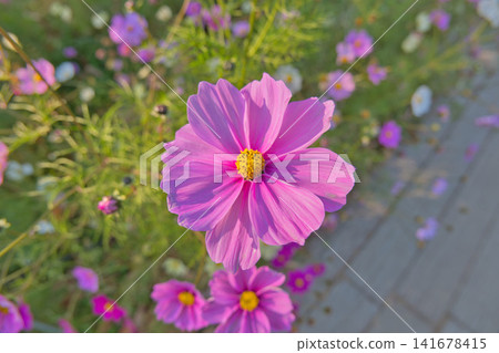 Landscape with cosmos flower Landscape with cosmos flower 141678415
