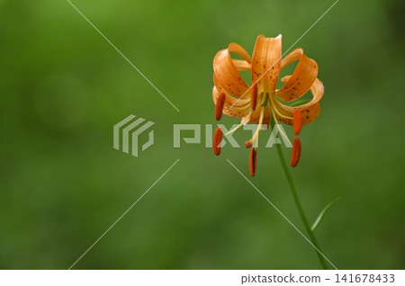 Lilium medeoloides blooming on the forest floor of a mixed forest Lilium medeoloides blooming on the forest floor of a mixed forest 141678433