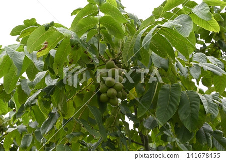 Young fruit of Onigurumi Young fruit of Onigurumi 141678455