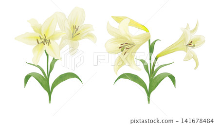 一幅黃色百合花的水彩插圖 141678484