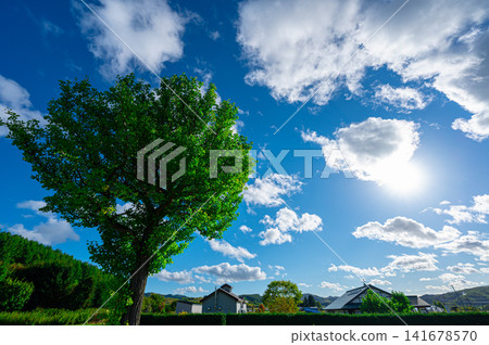 A rural landscape with lush, large trees, the sun, and towering cumulonimbus clouds. A rural landscape with lush, large trees, the sun, and towering cumulonimbus clouds. 141678570