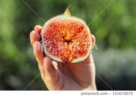 Close-up of hand holding freshly cut ripe fig half with juicy seed-filled flesh. Premium Ficus Close-up of hand holding freshly cut ripe fig half with juicy seed-filled flesh. Premium Ficus 141678870