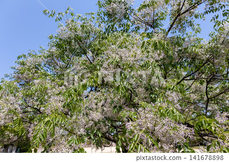 Chinaberry flower Chinaberry flower 141678898