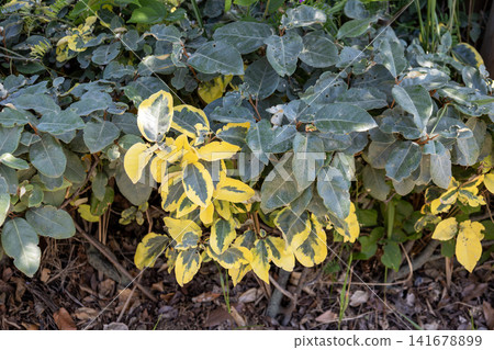 Elaeagnus multiflora (Guild Edge) Elaeagnus multiflora (Guild Edge) 141678899