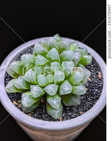 從正上方拍攝的盆栽十二卷屬植物的蓮座狀葉叢。 從正上方拍攝的盆栽十二卷屬植物的蓮座狀葉叢。 141678947