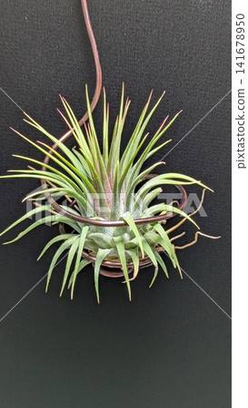 Tillandsias displayed hanging from a wire hanger Tillandsias displayed hanging from a wire hanger 141678950