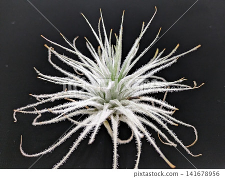 A radially arranged Tillandsia (air plant) covered in white hairs. A radially arranged Tillandsia (air plant) covered in white hairs. 141678956