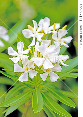 Flowers around the house - various seasons - pure white petals that stand out against the green background - beautiful and dainty oleanders Flowers around the house - various seasons - pure white petals that stand out against the green background - beautiful and dainty oleanders 141678994