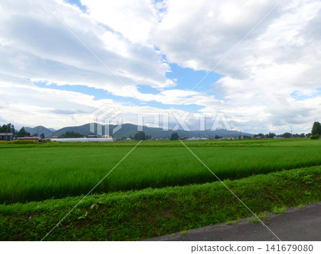 在雨季間歇期,岩手縣花捲市郊區,綠油油的稻田、湛藍的天空和飄浮的白雲構成了一幅美麗的畫卷。 在雨季間歇期,岩手縣花捲市郊區,綠油油的稻田、湛藍的天空和飄浮的白雲構成了一幅美麗的畫卷。 141679080