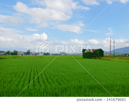 A red-roofed work shed covered in ivy and beautiful rice paddies; a blue sky and white clouds during a break in the rainy season; a picturesque scene; beautiful Japan. A red-roofed work shed covered in ivy and beautiful rice paddies; a blue sky and white clouds during a break in the rainy season; a picturesque scene; beautiful Japan. 141679081
