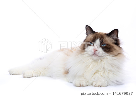 fluffy companion cat sitting calmly on white fluffy companion cat sitting calmly on white 141679087