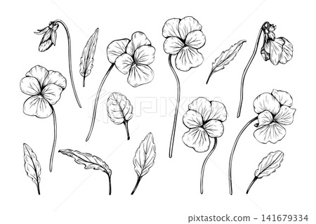 Hand drawn pansy flowers and leaves vector illustration. Botanical sketch of viola flowers isolated on white background. Engraving style floral design elements. Hand drawn pansy flowers and leaves vector illustration. Botanical sketch of viola flowers isolated on white background. Engraving style floral design elements. 141679334