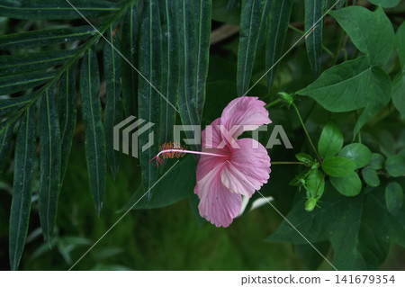 Side Profile View of a Delicate Pink Hibiscus Flower Among Dark Green Palm Fronds Side Profile View of a Delicate Pink Hibiscus Flower Among Dark Green Palm Fronds 141679354