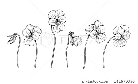 Hand drawn pansy flowers and buds vector illustration set. Black and white ink sketch of isolated viola tricolor blossoms on stems on white background. For wedding design, greeting cards 141679356