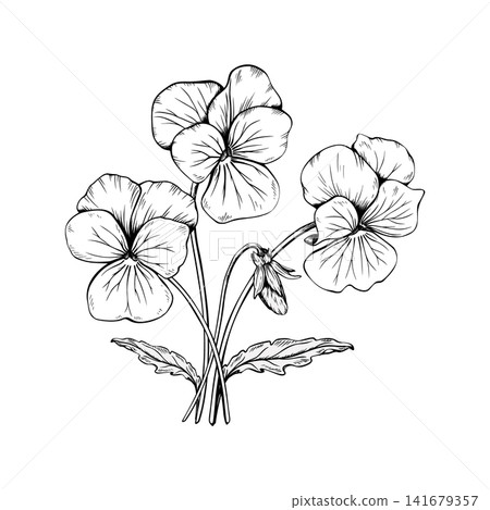Hand drawn pansy flowers and bud bouquet with stems and leaves vector illustration. Black and white ink sketch of blooming viola tricolor bunch isolated on white background. Botanical floral element. Hand drawn pansy flowers and bud bouquet with stems and leaves vector illustration. Black and white ink sketch of blooming viola tricolor bunch isolated on white background. Botanical floral element. 141679357