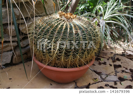 Eye Level View of a Large Golden Barrel Cactus Covered in Sharp Yellow Spines Growing in a Terracotta Pot Eye Level View of a Large Golden Barrel Cactus Covered in Sharp Yellow Spines Growing in a Terracotta Pot 141679396