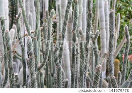 Dense Cluster of Slender Columnar Cacti 141679778