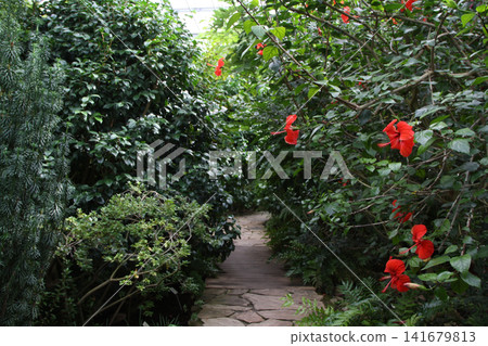 Lush Botanical Garden Path with Red Hibiscus Lush Botanical Garden Path with Red Hibiscus 141679813