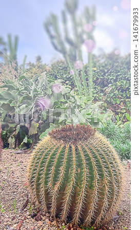 Golden barrel cactus (Echinocactus grusonii) growing in a botanical garden with candelabra tree (Euphorbia ingens) and felt bush (Kalanchoe beharensis) in the background. Desert plants, succulent coll Golden barrel cactus (Echinocactus grusonii) growing in a botanical garden with candelabra tree (Euphorbia ingens) and felt bush (Kalanchoe beharensis) in the background. Desert plants, succulent coll 141679933