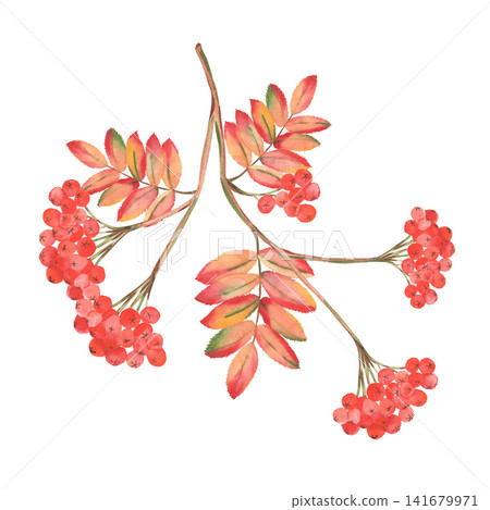 Watercolor rowan branch with berries and autumn leaves isolated Watercolor rowan branch with berries and autumn leaves isolated 141679971
