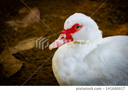 Close Up Portrait of Muscovy Duck with Distinctive Red Facial Caruncles, Detailed Waterfowl Wildlif Close Up Portrait of Muscovy Duck with Distinctive Red Facial Caruncles, Detailed Waterfowl Wildlif 141680017