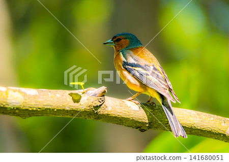 Colorful Chaffinch Perched on Tree Branch in Sunlit Forest, Detailed Songbird Wildlife Photography Colorful Chaffinch Perched on Tree Branch in Sunlit Forest, Detailed Songbird Wildlife Photography 141680051