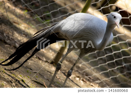 White Bird of Paradise Walking with Long Black Tail Feathers, Elegant Exotic Wildlife Photography F White Bird of Paradise Walking with Long Black Tail Feathers, Elegant Exotic Wildlife Photography F 141680068