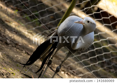 White Bird of Paradise Walking with Long Black Tail Feathers, Elegant Exotic Wildlife Photography F White Bird of Paradise Walking with Long Black Tail Feathers, Elegant Exotic Wildlife Photography F 141680069