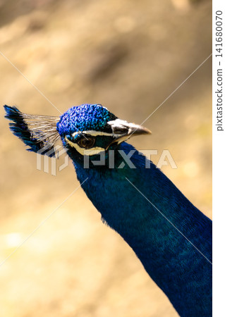 Vibrant Blue Peacock Portrait with Iridescent Feathers, Elegant Exotic Bird Close Up, Detailed Wild Vibrant Blue Peacock Portrait with Iridescent Feathers, Elegant Exotic Bird Close Up, Detailed Wild 141680070