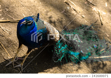 Vibrant Blue Peacock Portrait with Iridescent Feathers, Elegant Exotic Bird Close Up, Detailed Wild 141680071
