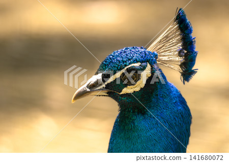 Vibrant Blue Peacock Portrait with Iridescent Feathers, Elegant Exotic Bird Close Up, Detailed Wild Vibrant Blue Peacock Portrait with Iridescent Feathers, Elegant Exotic Bird Close Up, Detailed Wild 141680072