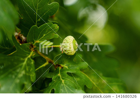 Immature acorn (Quercus robur) on an oak tree branch amidst green leaves. Detailed shot of the fruit in its cupule under soft daylight Immature acorn (Quercus robur) on an oak tree branch amidst green leaves. Detailed shot of the fruit in its cupule under soft daylight 141680326