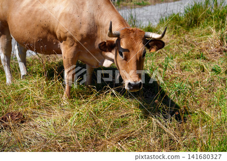 Close-up of a brown domestic cow grazing in a sunny meadow during summer. The horned cattle stands in dry grass looking directly at the camera Close-up of a brown domestic cow grazing in a sunny meadow during summer. The horned cattle stands in dry grass looking directly at the camera 141680327