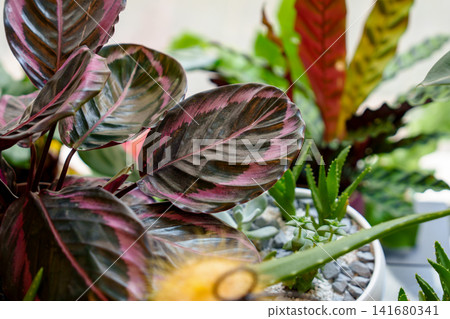 Calathea roseopicta among tropical houseplants in a flower shop Calathea roseopicta among tropical houseplants in a flower shop 141680341
