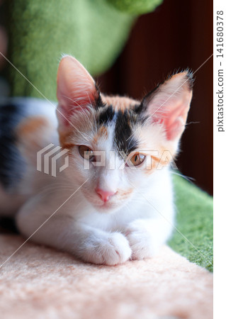 Young calico kitten resting on a soft cat tree perch beside a sunlit window Young calico kitten resting on a soft cat tree perch beside a sunlit window 141680378