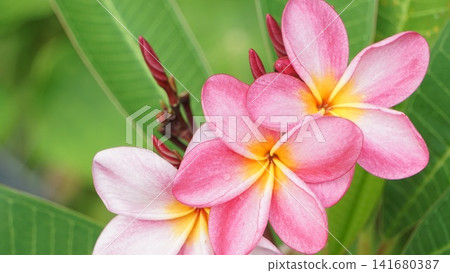 Colorful tropical plants in bloom Colorful tropical plants in bloom 141680387