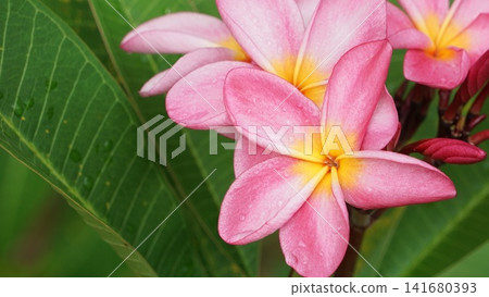 優雅盛開的蛋花和新芽 優雅盛開的蛋花和新芽 141680393