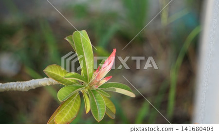 The budding of an Adenium, brimming with potential. The budding of an Adenium, brimming with potential. 141680403