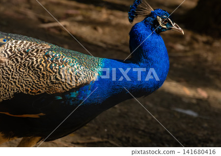 Vibrant Blue Peacock Portrait with Iridescent Feathers, Elegant Exotic Bird Close Up, Detailed Wild Vibrant Blue Peacock Portrait with Iridescent Feathers, Elegant Exotic Bird Close Up, Detailed Wild 141680416
