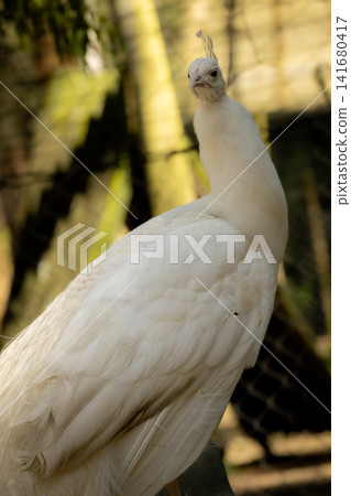 White Peacock Standing in Forest Habitat with Elegant Tail Feathers, Rare Albino Peafowl Portrait, White Peacock Standing in Forest Habitat with Elegant Tail Feathers, Rare Albino Peafowl Portrait, 141680417