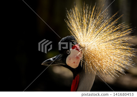 Grey Crowned Crane Portrait with Golden Feather Crown, Exotic African Bird Wildlife Photography Fea Grey Crowned Crane Portrait with Golden Feather Crown, Exotic African Bird Wildlife Photography Fea 141680453