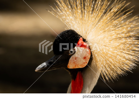 Grey Crowned Crane Portrait with Golden Feather Crown, Exotic African Bird Wildlife Photography Fea Grey Crowned Crane Portrait with Golden Feather Crown, Exotic African Bird Wildlife Photography Fea 141680454