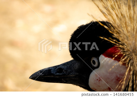Grey Crowned Crane Portrait with Golden Feather Crown, Exotic African Bird Wildlife Photography Fea Grey Crowned Crane Portrait with Golden Feather Crown, Exotic African Bird Wildlife Photography Fea 141680455