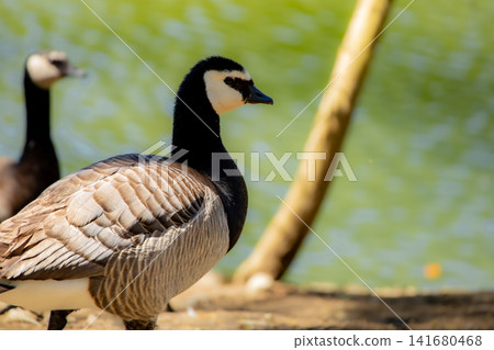 Barnacle Goose Standing by Lakeside Water, Detailed Wildlife Bird Portrait with Natural Plumage, Wa 141680468