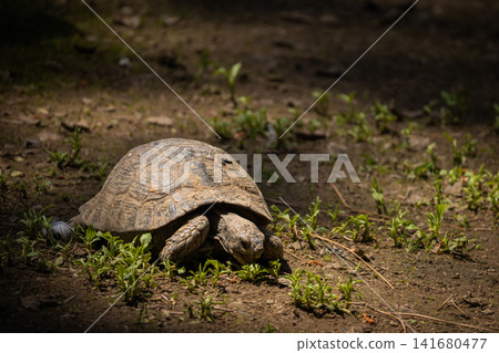 Tortoise resting on forest floor in natural habitat, close up wildlife portrait of land turtle with Tortoise resting on forest floor in natural habitat, close up wildlife portrait of land turtle with 141680477